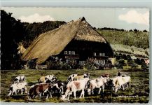 Foto 1962 AK Bauernhaus und Rinder weiden Schwarzwaldhaus