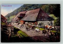 GMT Verlag color Schwarzwald Idylle , Kühe und Ziegen werden durch das Dorf getrieben Schwarzwaldhaus