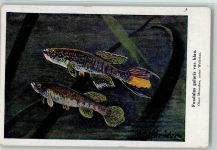 sign Schröder - fundulus gularis Fisch Künstlerkarte