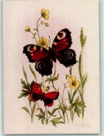 Erika Nr. 3088 - sign Kurt Weber 1947 AK Schmetterling