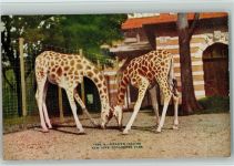 Nr. 1430 Giraffe - New York Zool. Park ca 1925 AK Zoo