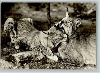 Luchse Foto 1969 AK Tier