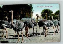 A California Ostrich Farm - Straußen Farm Exotisches Tier