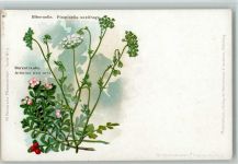 Nr. 9 Kneippsche Pflanzenbilder 1900 AK Medizin Kräuter