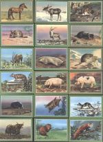 Lot mit 19 div Tierbilder (Zahnmedizin Chlorodont) Sammelbild