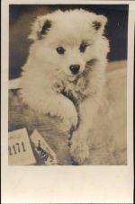 Bären knuddelhund Zoo um 1930