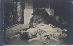 Löwe Zoo 1910