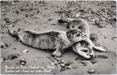 Junge Seehunde am Strand, gezackter Rand,Karl Waak Zoo 1961