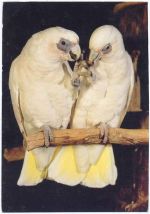 Vögel, Papageien Zoo um 1960/80