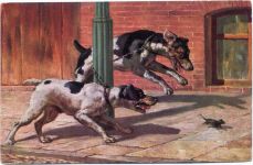 Hunde, Maus, Zoo 1910/20