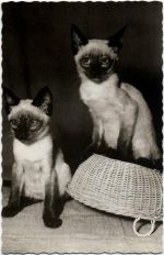2 Siam-Katzen. AKU1 Zoo um 1950/60