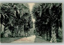 Kandy 1916 Foto AK Fallpol Palms Königlicher botanischer Garten