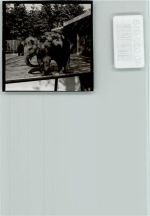 W2933 Jaderberg Zoo Elefant Elefant FOTO KEINE AK