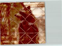 W3593 Edersee Wildpark Waschbär Tier FOTO KEINE AK