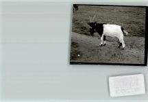 W3300 Braunschweig Zoo Ziege Ziege FOTO KEINE AK