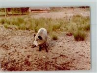 29229 W3100 Meißendorf FOTO KEINE AK Wildschwein