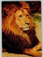 Prächtiger Löwenmann Löwe