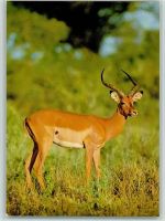 Impala Bock Exotisches Tier