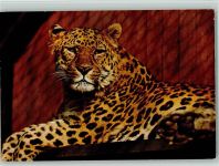 W7000 Stuttgart Leopard Zoo Wilhelm Raubkatze