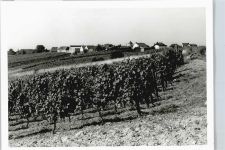65439 W6093 Wicker , Main-Taunus-Kr - Foto-Karte