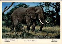Elefant