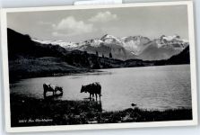 Kühe, Alm Oberblegisee Bäuerliches Leben