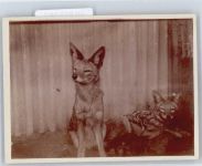 Foto Fuchs