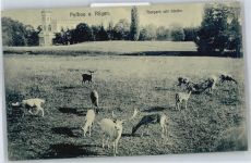 18581 O2353 Putbus - Tierpark mit Kirche, Hirsch, Reh