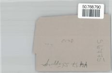 48624 W4437 Schöppingen FOTO KEINE AK Foto, Bergkapelle, Baum