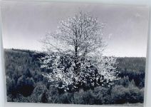 97705 W8736 Oehrberg FOTO KEINE AK Foto mit Negativ