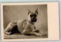 Foto ca 1938 AK Boxer