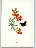 Azalee mit Trauermantel Schmetterling