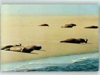 Seehunde auf Sandbank Robbe