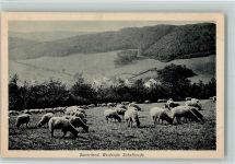 Weidende Schafherde Sauerland Schaf