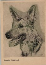 Schäferhund Porträt sign. Schäferhund Radierung