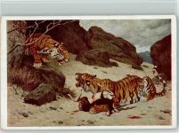 Tiger haben Beute gemacht AK Raubkatze Künstlerkarte