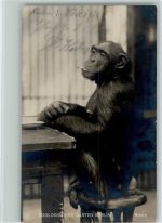 Affen, Schimpanse Missie mit einer Zigarette AK Zoo 1918