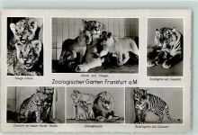 Junge Löwen Löwin mit Jungen Inseltigerin Leopard Zoo