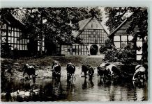 32049 W4900 Herford - Ravensberger Bauernhof im Schwarzenmoor Kühe