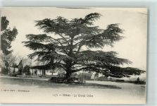 30000 Nimes 1910 - Le Grand Cedre