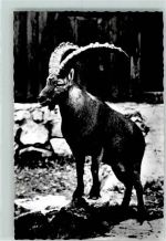 Steinbock Bergtier