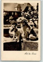 Amag Serie 67796 AK Terrier 1942 Foto AK