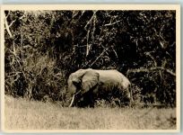 Ostafrika Elefant Foto AK