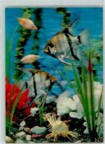 Pterophyllum Fisch Wasserpflanzen Aquarium No.204 Stereokarte