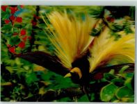 Paradiesvogel Stereokarte