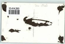 Ruth Niehaus Schauspielerin Autogramm Gebrauchsspuren