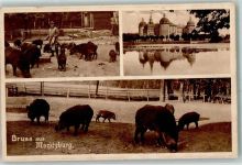 01468 O8105 Moritzburg b Dresden - Wildscheingehege Schloß Moritzburg