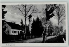 86669 W8859 Ludwigsmoos - Birke
