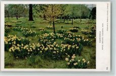 Kew Nr. 48 Royal Botanic Garden - Daffodus Gartenbau 1934