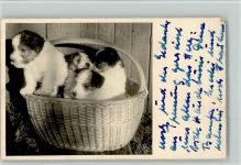 Welpen in einem Korb AK Terrier 1954 Foto AK